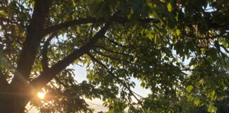 inen Workshop im Obstbaum-Sommerschnitt bietet Dieter Figura im August in K&ouml;ssern und D&ouml;ben an. Foto: Sebsastian Bachran