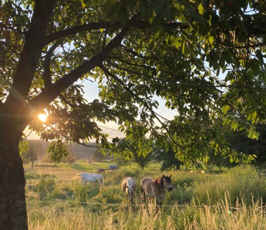 inen Workshop im Obstbaum-Sommerschnitt bietet Dieter Figura im August in K&ouml;ssern und D&ouml;ben an. Foto: Sebsastian Bachran