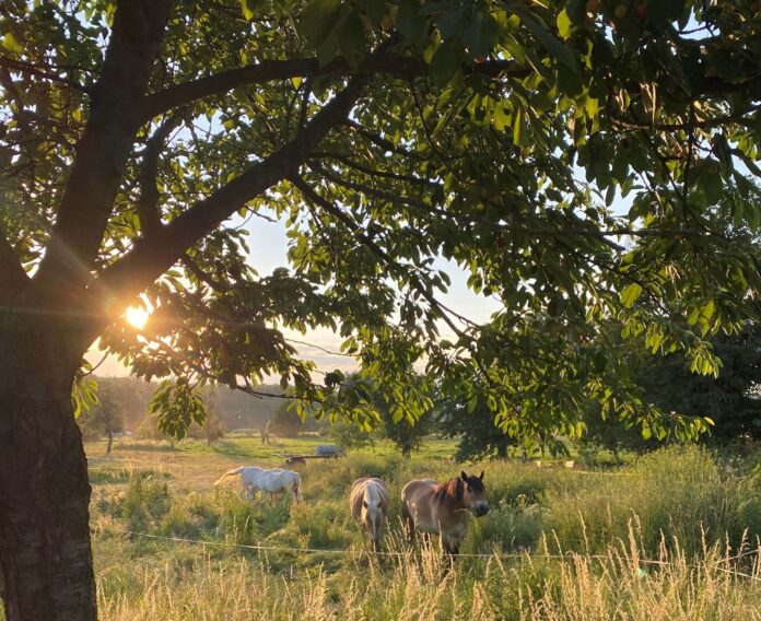 inen Workshop im Obstbaum-Sommerschnitt bietet Dieter Figura im August in K&ouml;ssern und D&ouml;ben an. Foto: Sebsastian Bachran