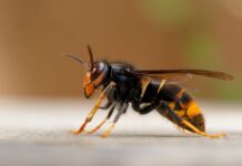 In Gr&uuml;nau gesichtet: Die asiatische Hornisse Foto: NABU/M. Ehrlich