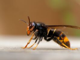 In Gr&uuml;nau gesichtet: Die asiatische Hornisse Foto: NABU/M. Ehrlich