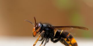 Gefährliche Hornissen-Art in Leipzig – Experten suchen das Nest In Grünau gesichtet: Die asiatische Hornisse Foto: NABU/M. Ehrlich