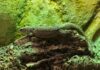 Storr's Zwergwaran erkundet das Terrarium im Inselzoo. Foto: PM