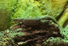 Storr's Zwergwaran erkundet das Terrarium im Inselzoo. Foto: PM