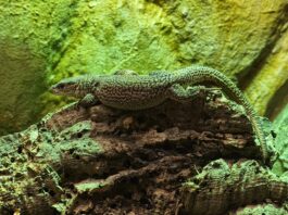 Storr's Zwergwaran erkundet das Terrarium im Inselzoo. Foto: PM