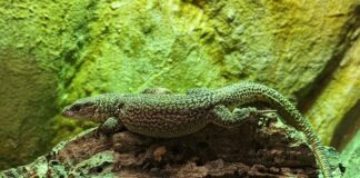 Storr's Zwergwaran erkundet das Terrarium im Inselzoo. Foto: PM