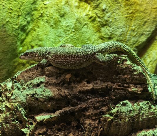 Storr's Zwergwaran erkundet das Terrarium im Inselzoo. Foto: PM
