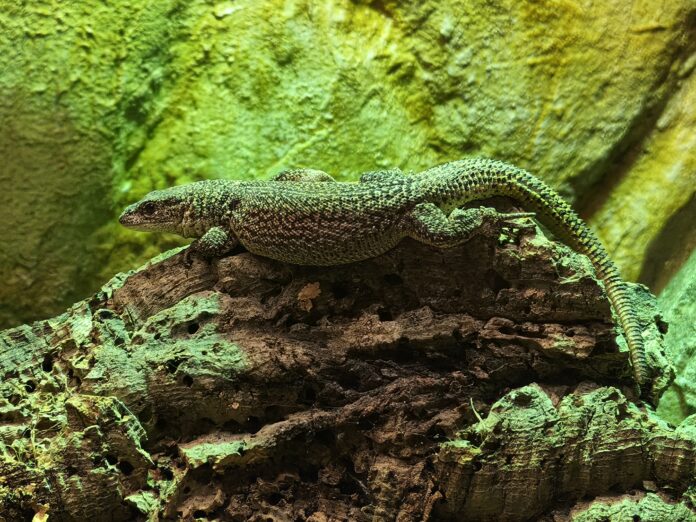 Storr's Zwergwaran erkundet das Terrarium im Inselzoo. Foto: PM Storr's Zwergwaran erkundet das Terrarium im Inselzoo. Foto: PM