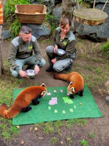 Wie hei&szlig;t der Nachwuchs? Die Eltern Kamala und Asa werfen bei der Taufe da schon mal einen Blick drauf. Foto: Zoo Leipzig 