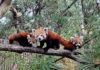 Auf Erkundungstour: Die kleinen Roten Pandas erkunden mit Kamala schon mal die Umgebung. Foto: Zoo Leipzig
