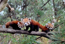 Auf Erkundungstour: Die kleinen Roten Pandas erkunden mit Kamala schon mal die Umgebung. Foto: Zoo Leipzig
