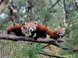 Auf Erkundungstour: Die kleinen Roten Pandas erkunden mit Kamala schon mal die Umgebung. Foto: Zoo Leipzig