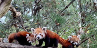 Auf Erkundungstour: Die kleinen Roten Pandas erkunden mit Kamala schon mal die Umgebung. Foto: Zoo Leipzig