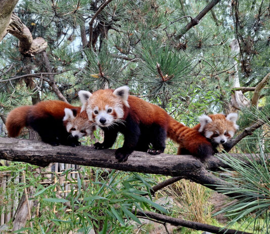 Auf Erkundungstour: Die kleinen Roten Pandas erkunden mit Kamala schon mal die Umgebung. Foto: Zoo Leipzig