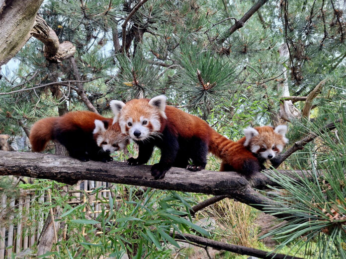 Auf Erkundungstour: Die kleinen Roten Pandas erkunden mit Kamala schon mal die Umgebung. Foto: Zoo Leipzig
