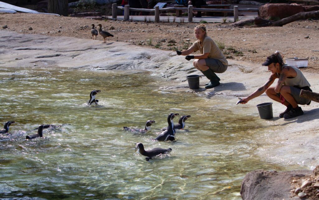 Besucher k&ouml;nnen zweimal t&auml;glich die Pinguin-F&uuml;tterung beobachten. Foto: Zoo Leipzig