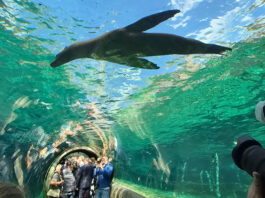 Der mehr als 100 Meter lange Unterwassertunnel ist die Top-Attraktion in der Themenwelt Feuerland. Seel&ouml;wen und Pinguine schwimmen und tauchen um die Besucher herum, auch obendr&uuml;ber und untendrunter hinweg. Foto: Zoo Leipzig