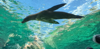 Robben, Aras und Warane: So hat sich der Zoo Leipzig in einem Jahr verändert Der mehr als 100 Meter lange Unterwassertunnel ist die Top-Attraktion in der Themenwelt Feuerland. Seelöwen und Pinguine schwimmen und tauchen um die Besucher herum, auch obendrüber und untendrunter hinweg. Foto: Zoo Leipzig