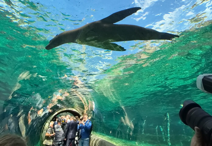 Der mehr als 100 Meter lange Unterwassertunnel ist die Top-Attraktion in der Themenwelt Feuerland. Seel&ouml;wen und Pinguine schwimmen und tauchen um die Besucher herum, auch obendr&uuml;ber und untendrunter hinweg. Foto: Zoo Leipzig