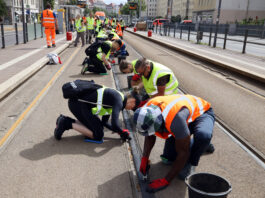 Das Bild des Sommers 2026: Freiwillige Helfer sind bei der Schienenreinigung an der Haltestelle Leib- nizstra&szlig;e in Leipzig mit dabei. Foto: Andr&eacute; Kempner